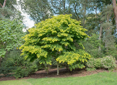 10 YELLOW ASH TREE Kentucky Yellowwood White Flowers Cladrastis Lutea Kentukea Seeds